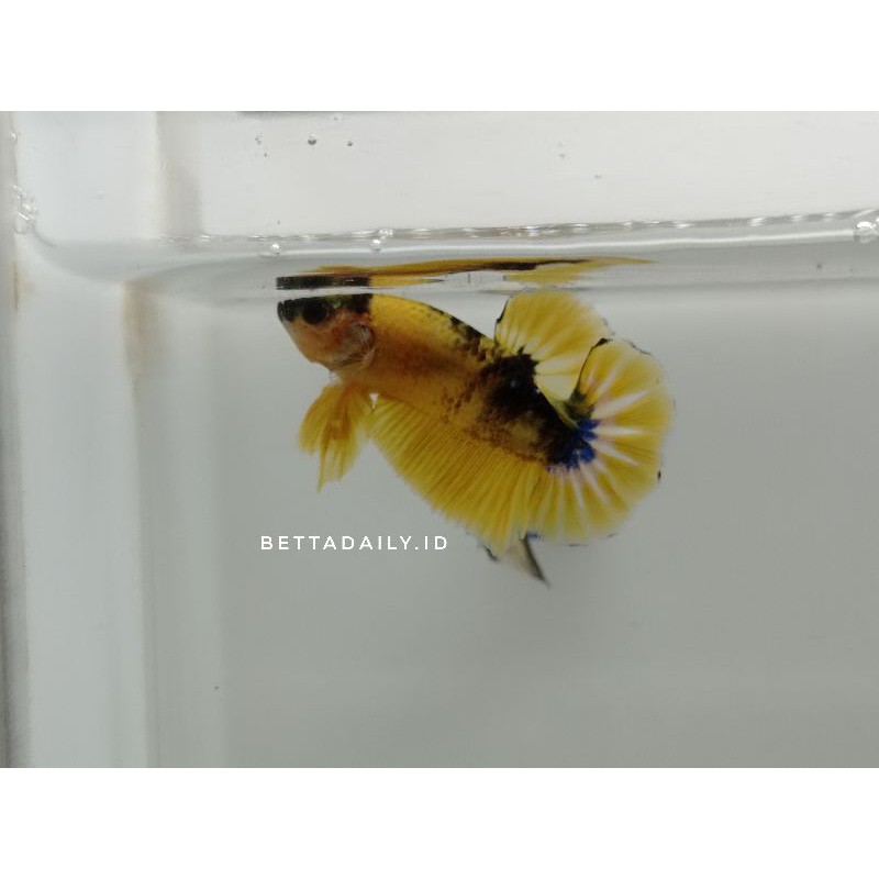 ikan cupang yellow fancy / mustard gas bahanan