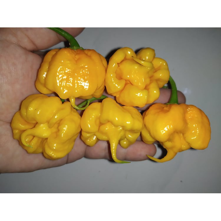 Benih Bibit Biji - Cabai 7 Pot Primo Yellow Cabe Reaper Yellow Pepper Seeds