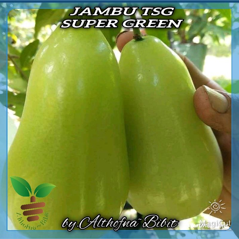 bibit buah JAMBU AIR MADU TSG SUPER GREEN terlaris super manis