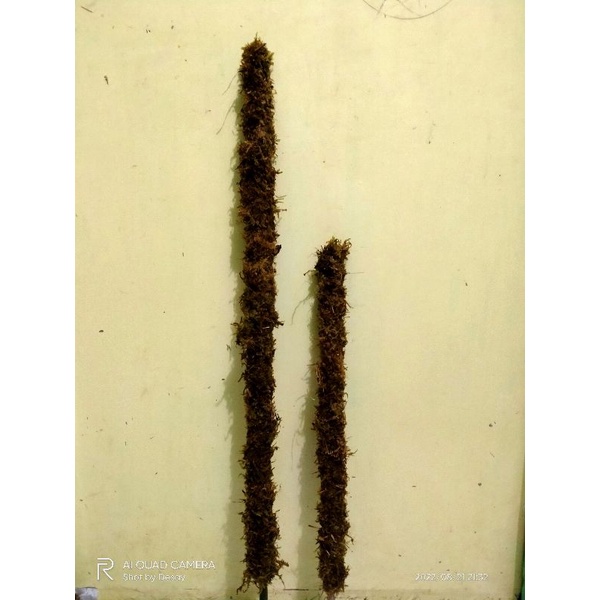 turus lumut 50cm