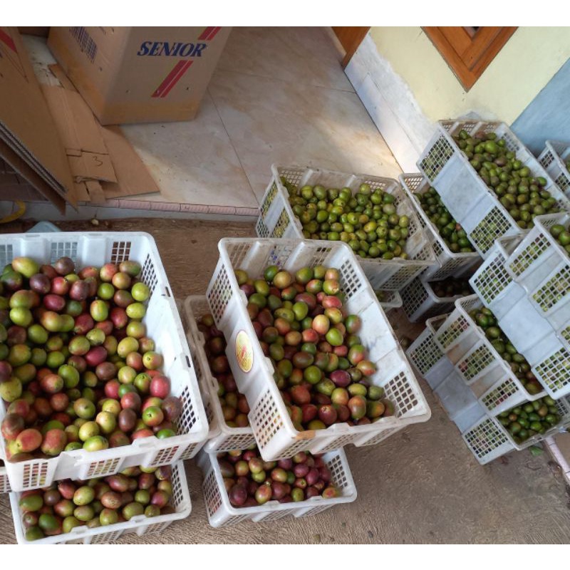 

Buah Matoa Papua memiliki 3 Rasa