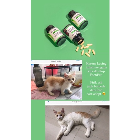 FORTIPET RECOVERY 60 KAPSUL SUPLEMEN PENINGKAT IMUN ANJING IMUN KUCING OBAT PENYEMBUH LUKA ANJING VITAMIN ENERGI ANJING MENINGKATKAN IMUNITAS HEWAN VITAMIN ANJING VITAMIN KUCING TRANS FACTOR KUCING TRANS FACTOR ANJING