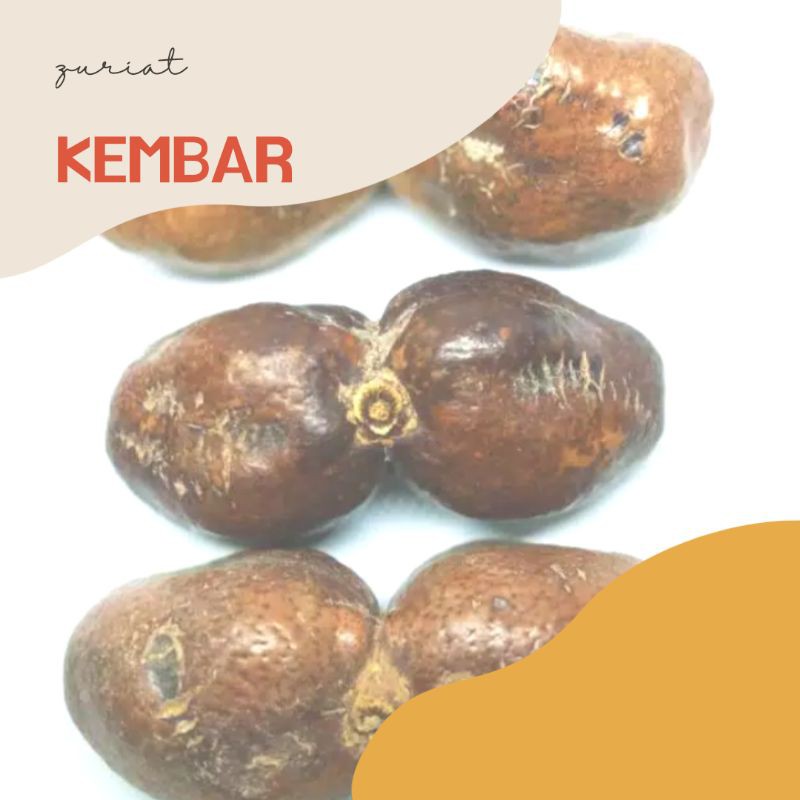 

Zuriat kembar mesir