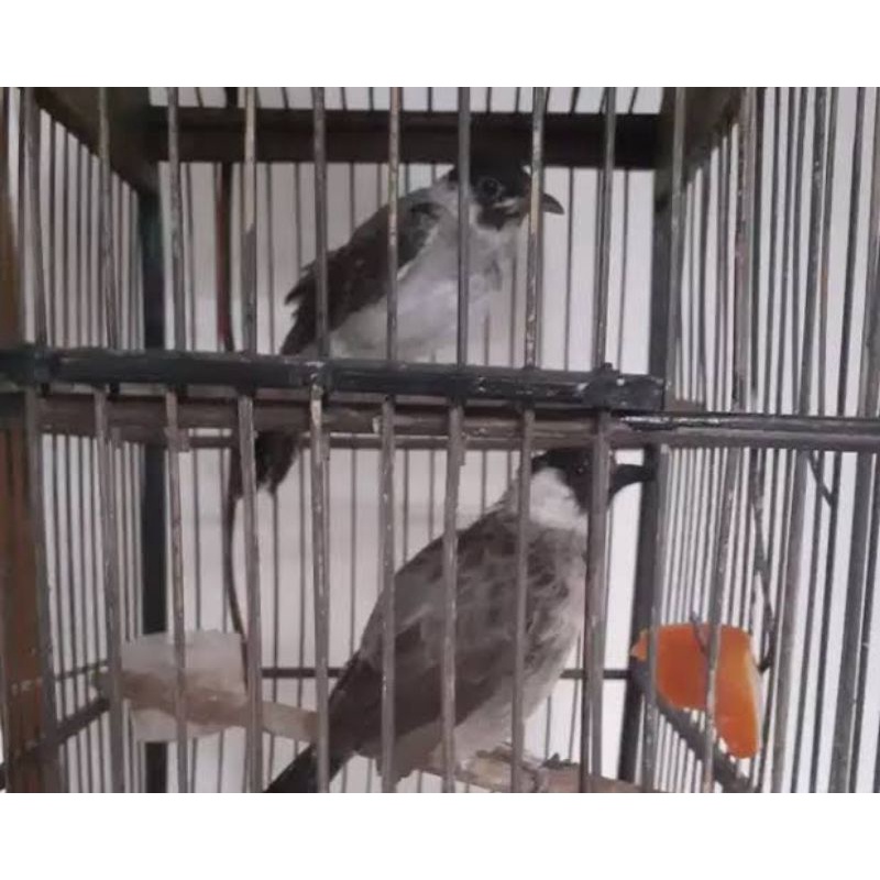 Kutilang Jawa Timur Jember