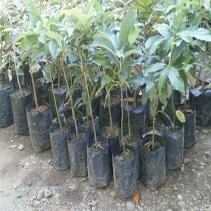 bibit tanaman buah alpukat aligator(Bonus pupuk NPK MUTIARA)