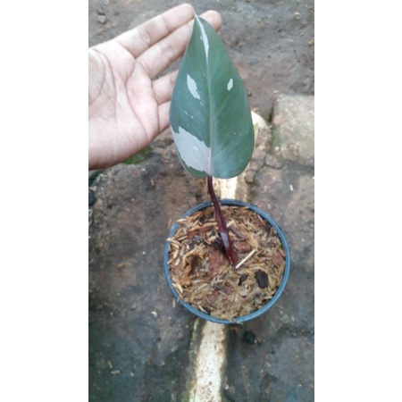 philodendron pink princes