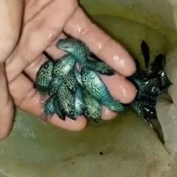 ikan hias. burayak ikan louhan/lohan kamfa f3 sortiran bagus 2-4cm