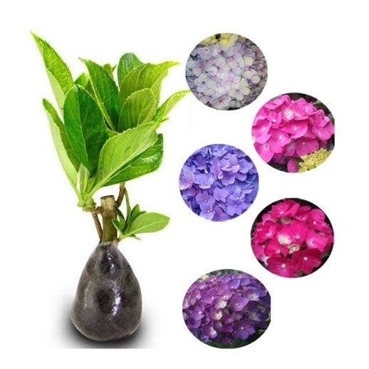 Bibit Tanaman Bunga Pancawarna (Dewasa)  BERLABEL - Tanaman Hias hidup Hydrangea  - Hortensia - Bunga Bokor - BAKUL KEMBANG