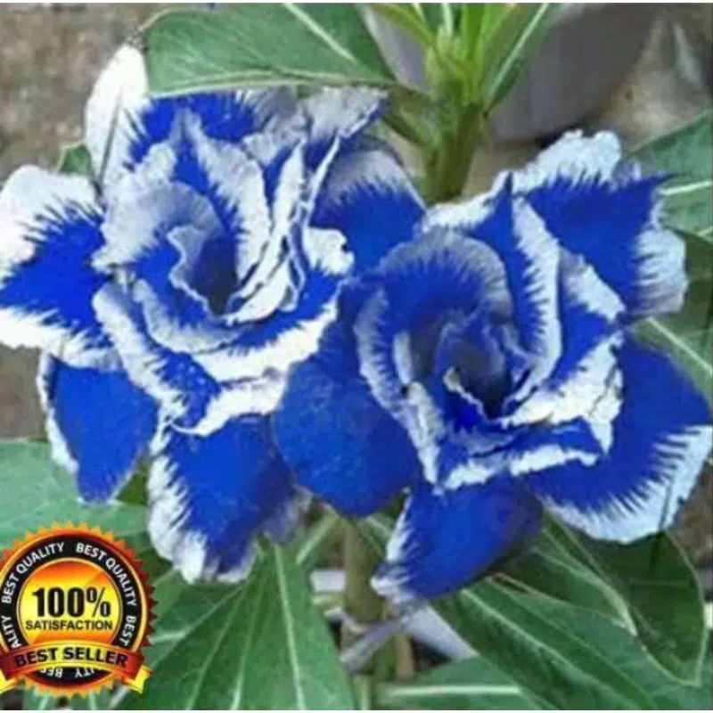 Adenium hias kamboja bunga biru putih