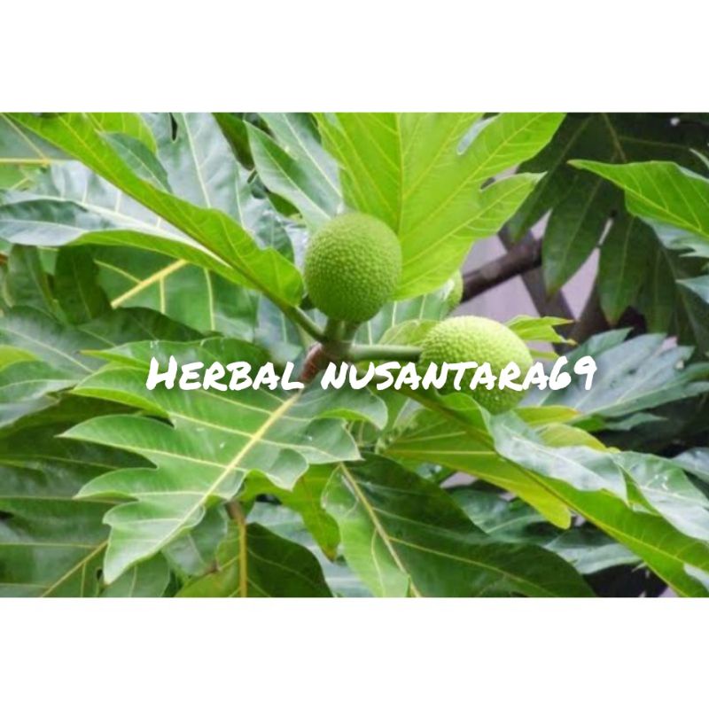 

Daun Sukun Segar petik Langsung