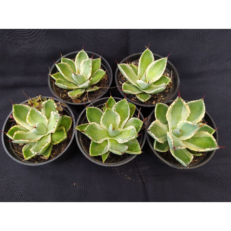 paket 5pcs agave kishokan