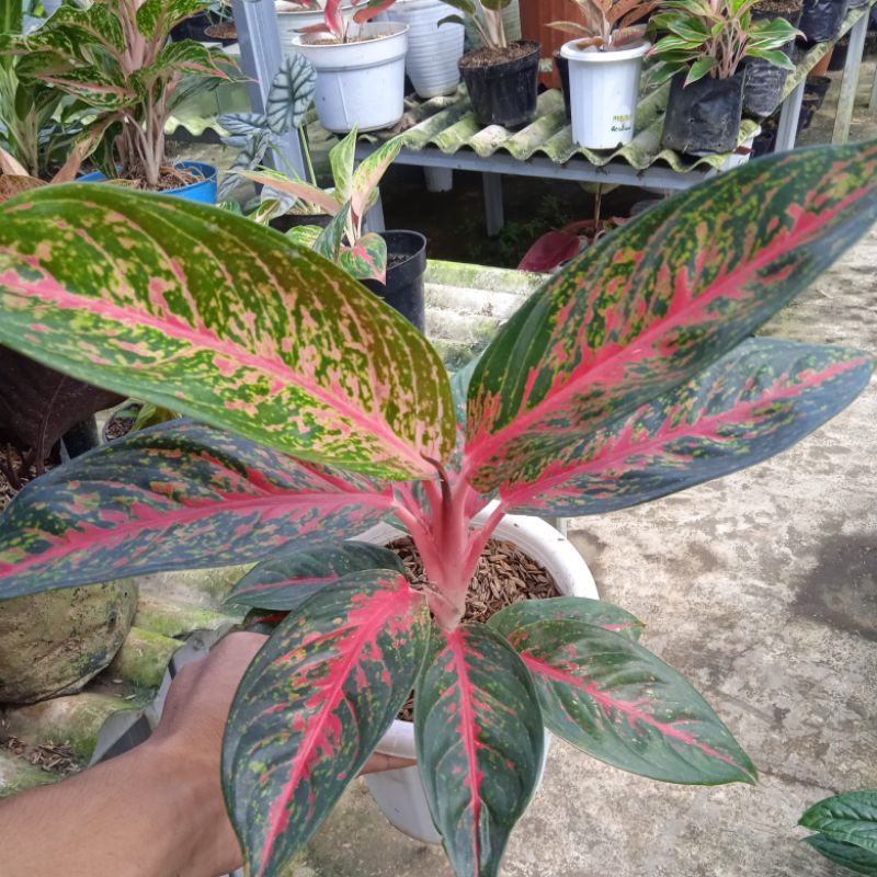 aglaonema hot lady