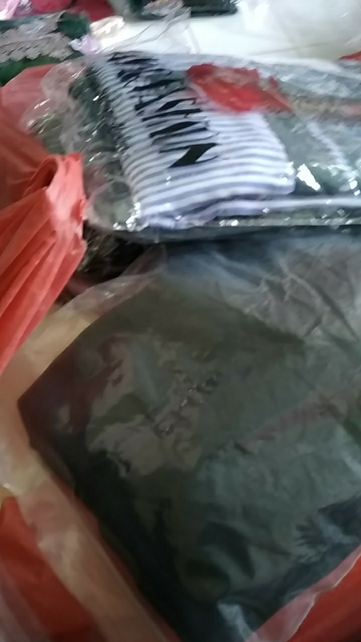 Tanaman Hias Philodendron Swiss(swiss Ceese Vine)