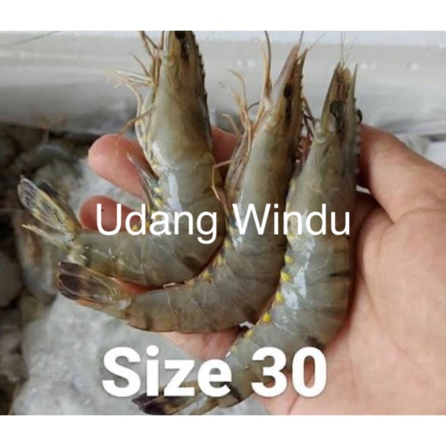 

udang windu