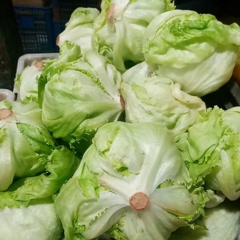 

HEAD LETTUCE/LOTUS/NIURAME