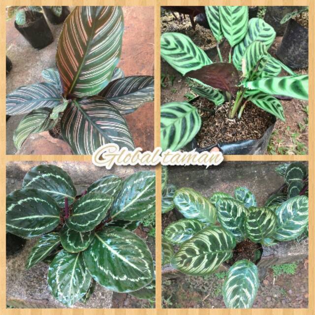  Paket  Tanaman Hias Calathea  Paket  pohon calathea  