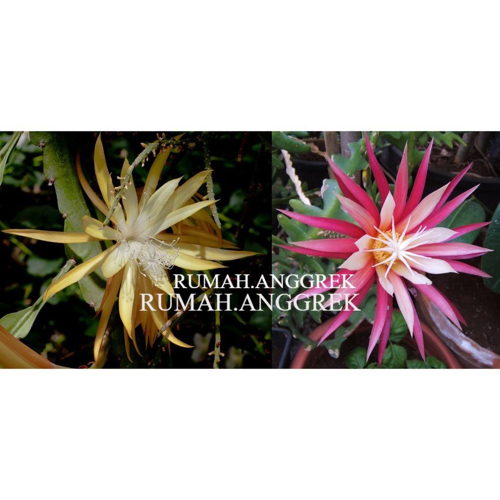 Paket 2 Tanaman Hias Wijaya Kusuma - Tanaman Hias Hidup - Bunga hidup - Bunga hias