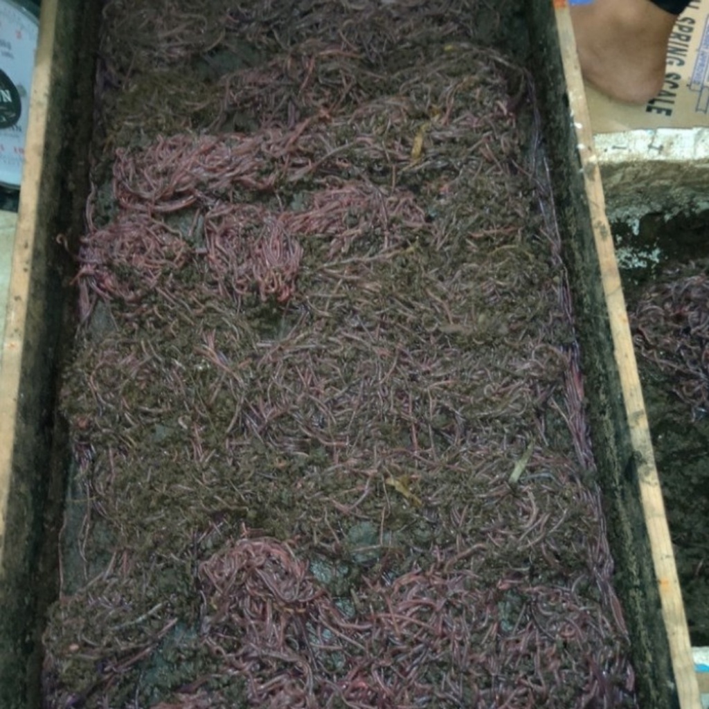 cacing tanah hidup lumbricus anc kalung merah tipes pakan ikan