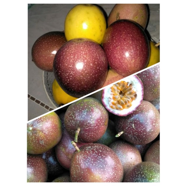 

buah markisa medan