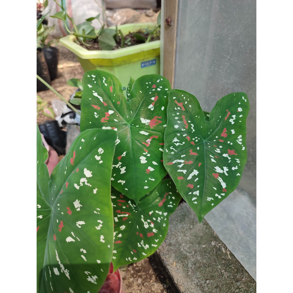 Bunga Keladi Tricolor Bunga Murah Tanaman Hias Caladium Threecolour Murah Cantik