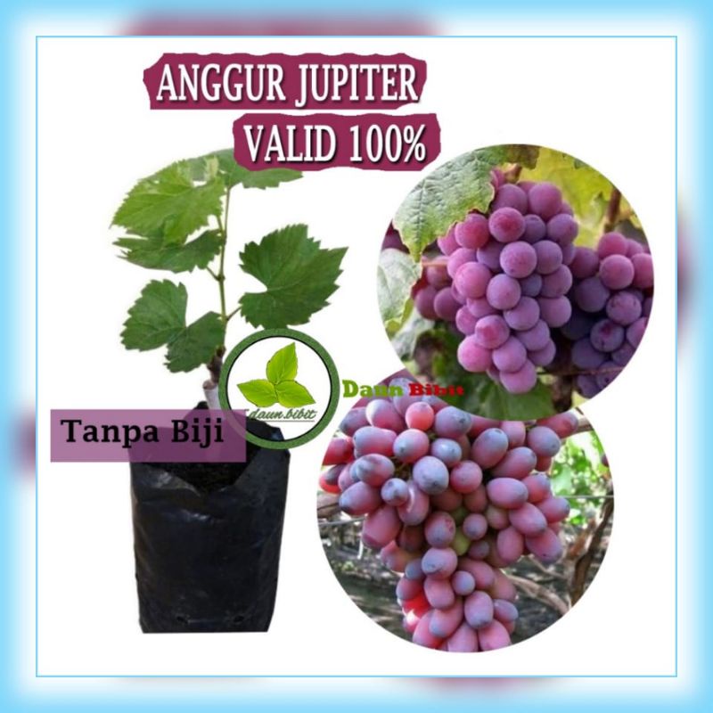 anggur Jupiter Super Genjah