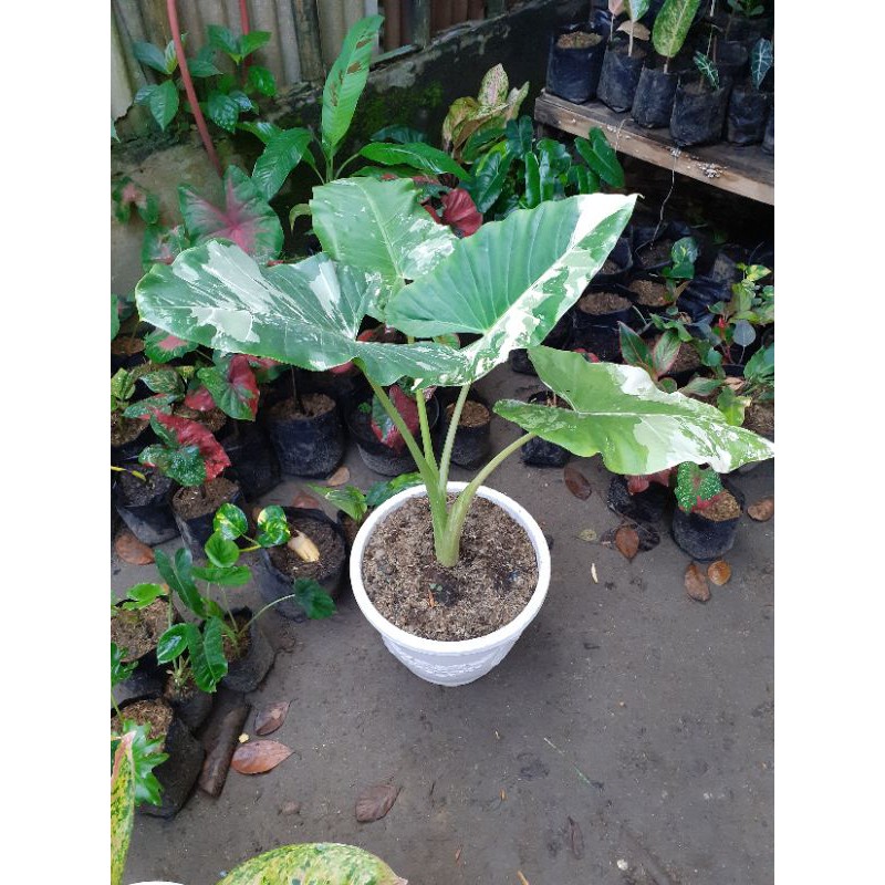 ALOCASIA SENTE VARIGATA LOMPONG PUTIH DEWASA
