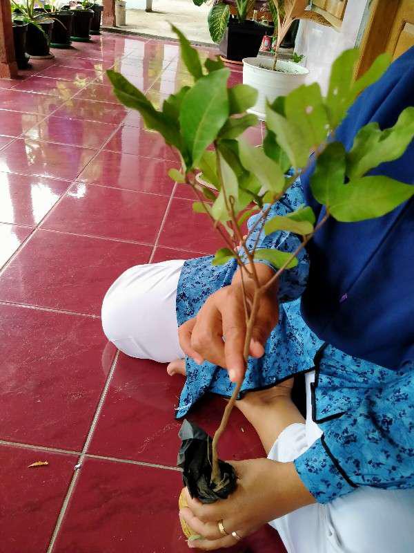 Bibit Klengkeng Matalada