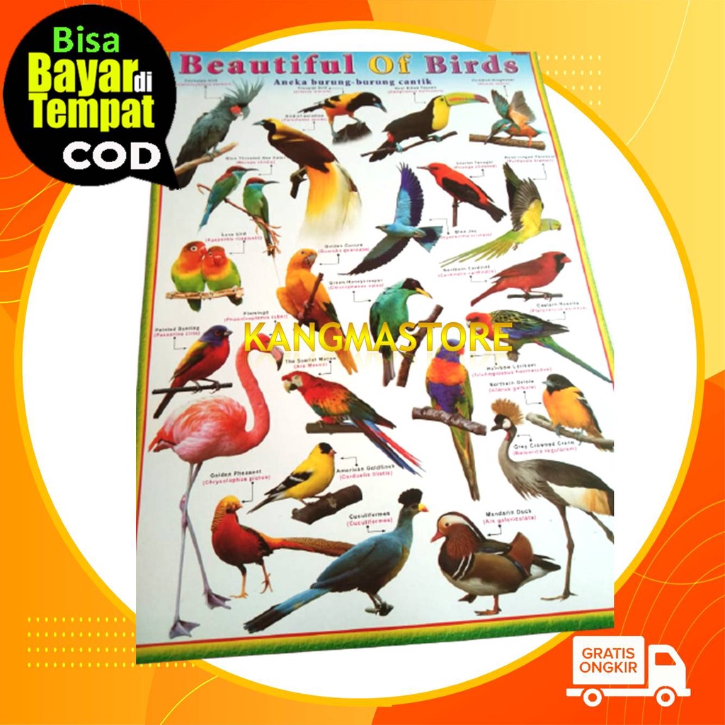 Poster Edukasi Anak Belajar Aneka Jenis Ikan Burung Hewan Binatang Buas Carnivora Omnivora Herbivora