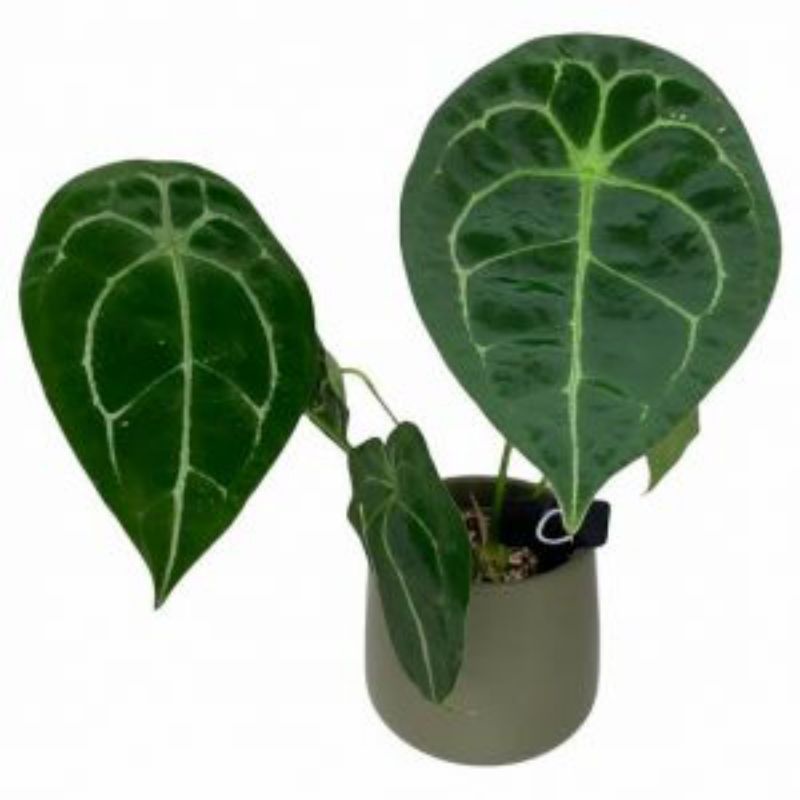 Anthurium forgetii / anthurium forgetii