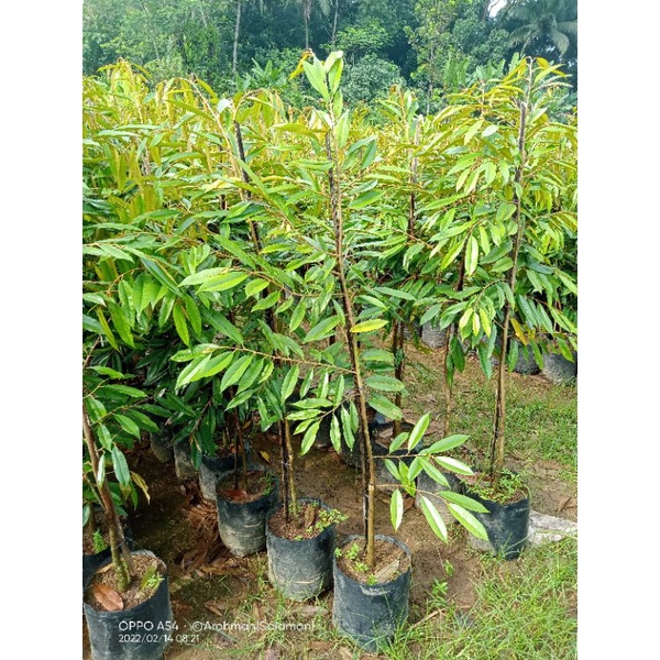 Bibit Durian Musangking.(packing pakai kotak kayu)