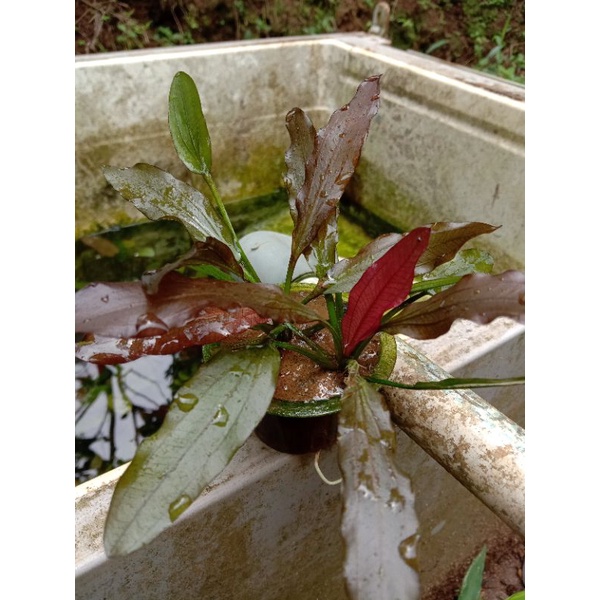 echinodorus red special tanaman hias aquarium-aquascape
