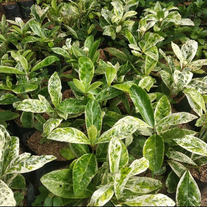 tanaman hias asoka parigata - asoka variegata - bunga putih