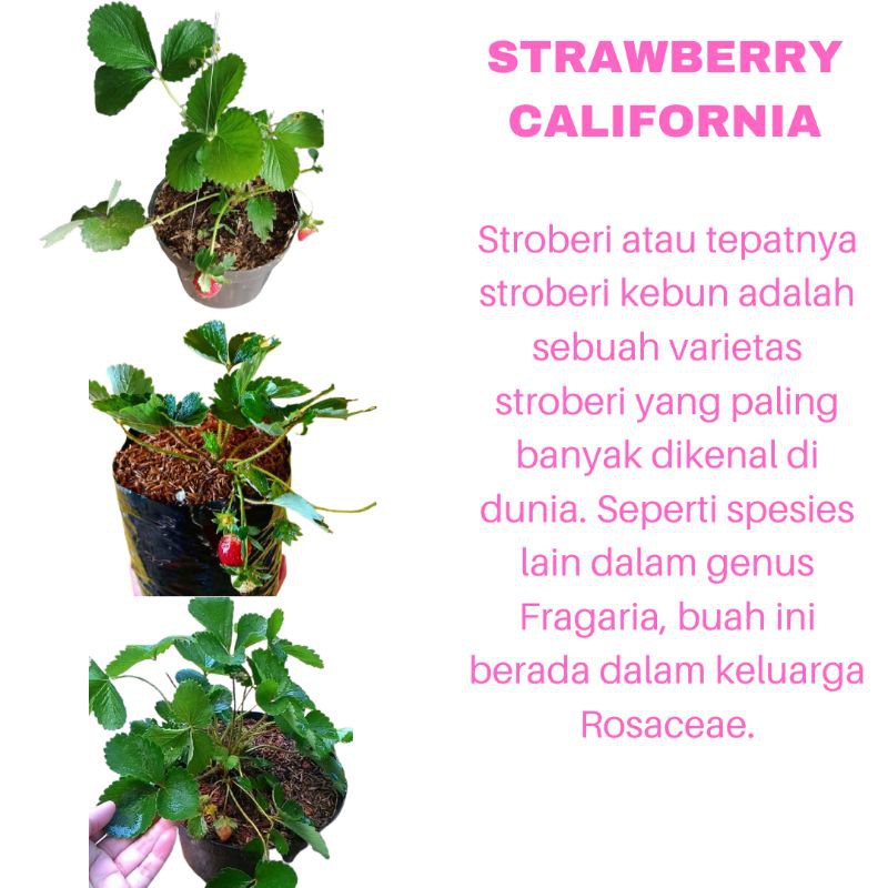 PROMO TANAMAN HIAS BIBIT BUAH STRAWBERRY CALIFORNIA KUALITAS SUPER | MURAH | COD