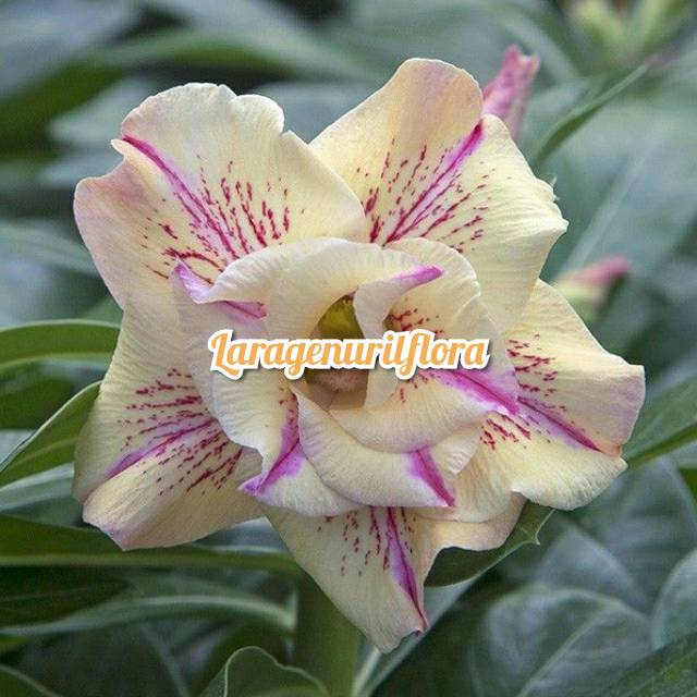

Bibit Bunga Kamboja adenium Jepang,LOGSES TROPICAL