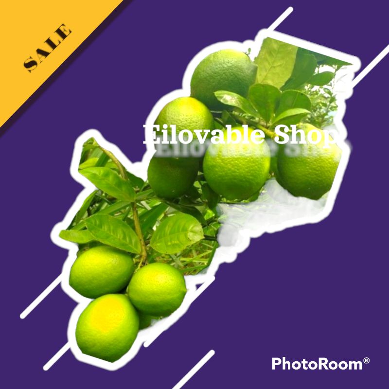 

LEMON CALIFORNIA ORGANIK LEMON SEGAR per 1kg