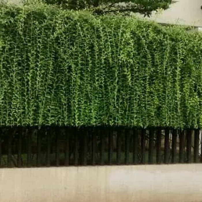 tanaman menjuntai lee kwan yew panjang 1 meter - lee kwan yew 1 meter