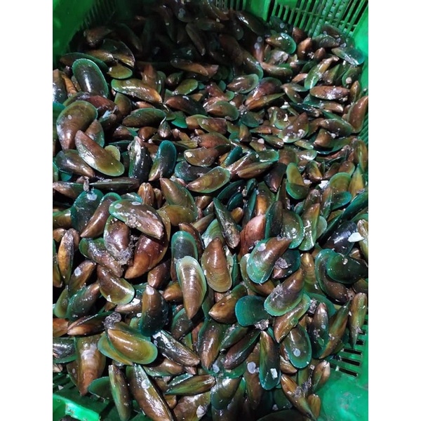 

Kerang Hijau Fresh 1Kg