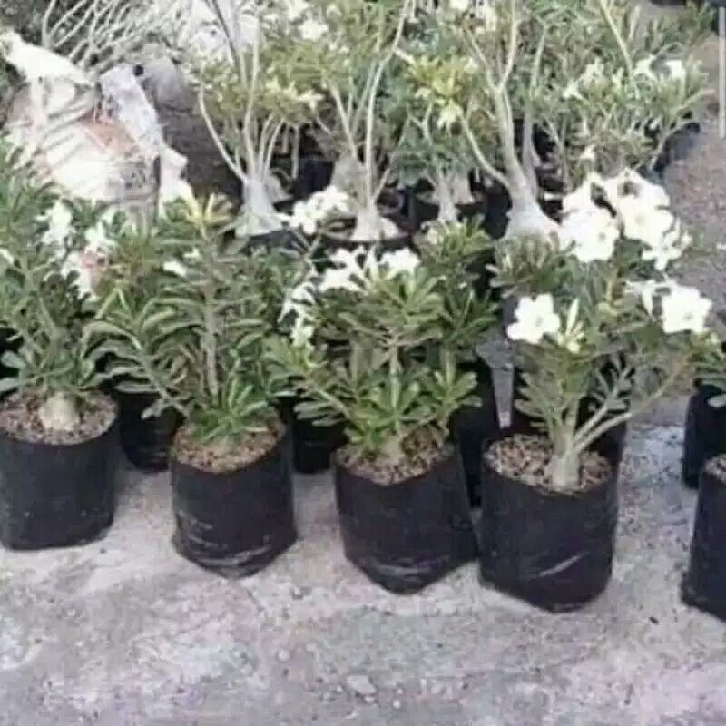 tanaman hias bunga adenium-bunga adenium-tanaman bunga adenium -bunga adenium hias-