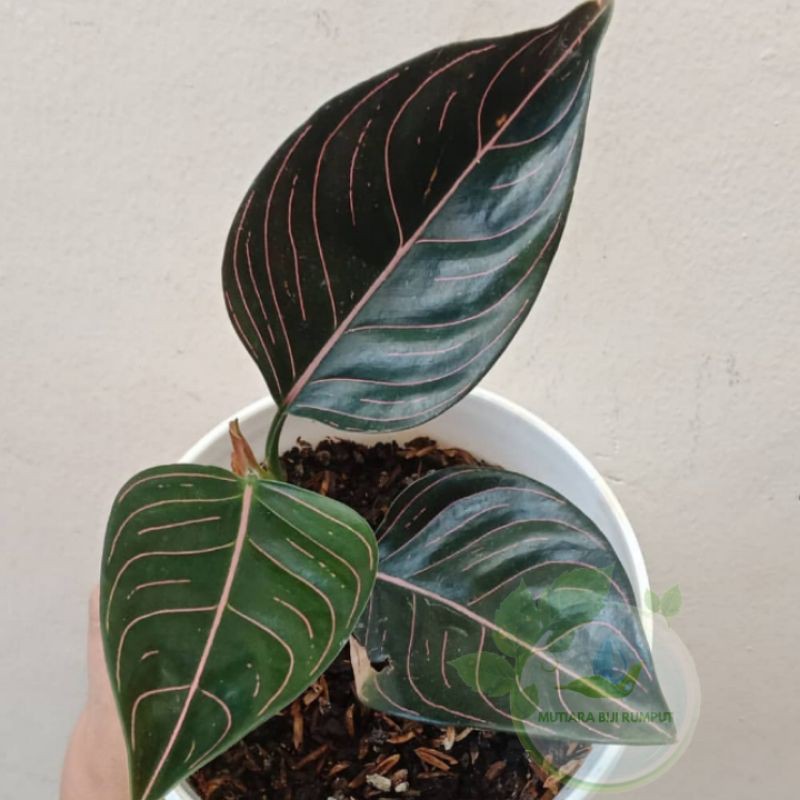 tanaman aglonema rotundum-tanaman hias aglonema rotundum