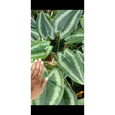 tanaman bunga homalomena