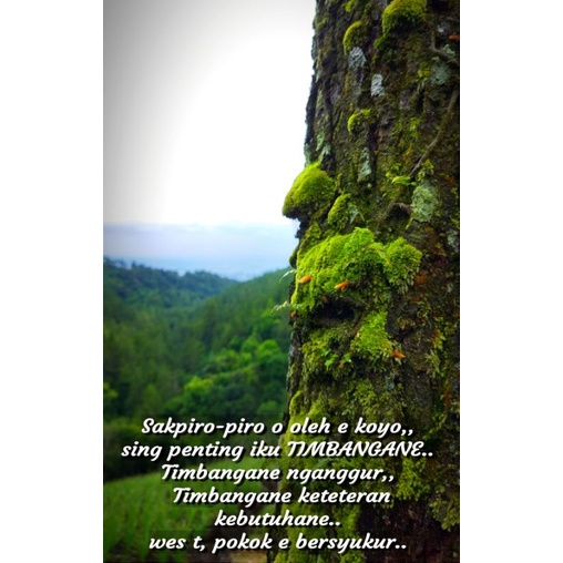 Lumut Sphagnum Karungan