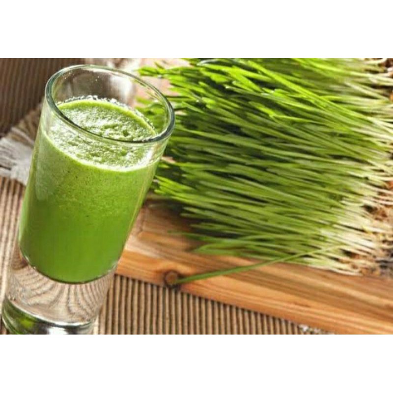 wheatgrass# promo diskon besar benih gandum murah berkualitas kemasan 500g