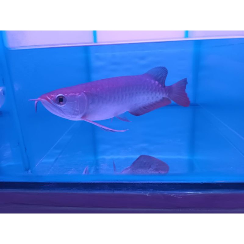 Arowana Golden Red hb bluebase