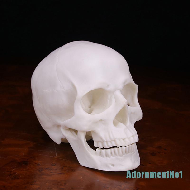 (AdornmentNo1) Model Tengkorak Manusia Bahan Resin Warna Putih Skala 1: 1 Untuk Halloween