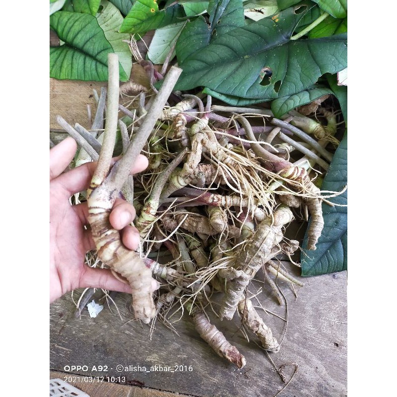 Bonggolan alocasia melo badak melo kapuas chai