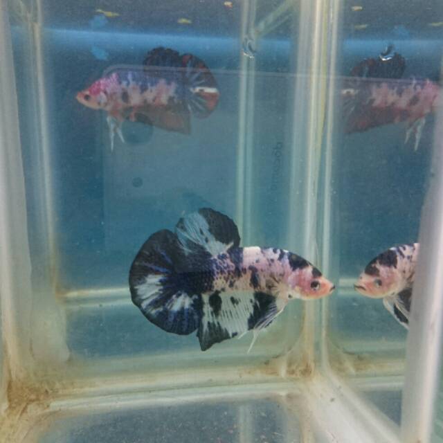 IKAN CUPANG GIANT BLUE PANDA