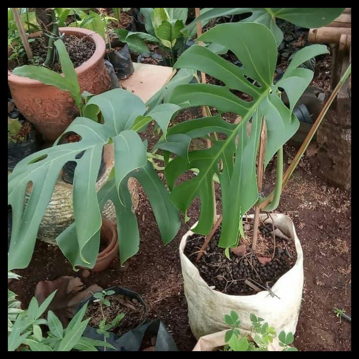 Tanaman Hias Monstera King Daun Besar