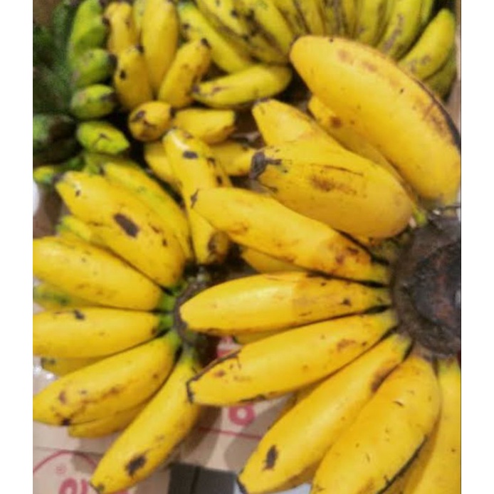 

pisang Santan/pisang mentok satu sisir besar (REGULER & KARGO)