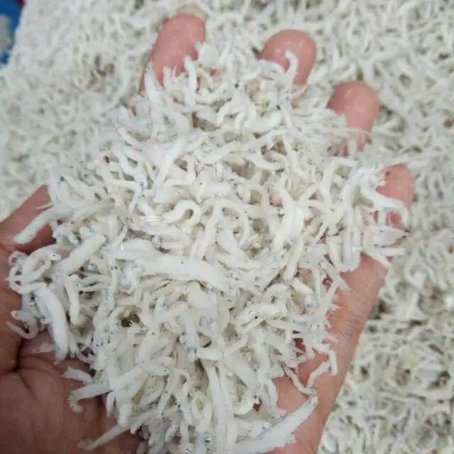 

Ikan Teri medan
