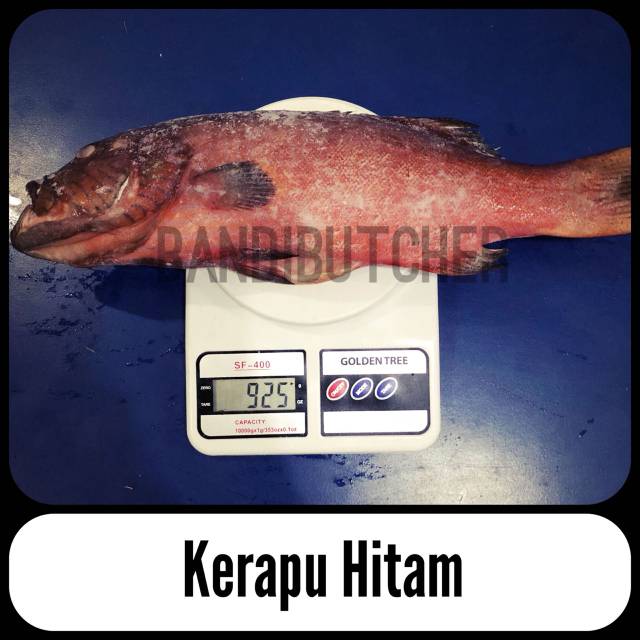 Ikan Kerapu Hitam - Kerapu Hitam Beku Segar Murah Bandi Fish